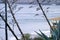 The view through agave plants on several surfers sit on the water surface and wait for approaching waves