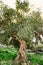 View of an aged olive tree in Peloponnese, Greece