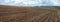 view of agricultural field with growing sugar beets. Beetroot sprouts