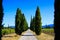 View on agricultural path through vineyard with vines and mediterranean cypress trees cupressus sempervirens in a row
