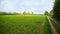 View of an agriculturally used field with green grass