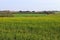 View of an agriculturally used field with green grass