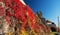 View at Akershus Fortress at fall red leafs