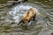 A view of an Alaskan brown bear making a splash in Disenchartment Bay close to the Hubbard Glacier in Alaska