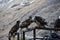 View of the alaskan gold eagles perched on a metallic pole