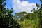 View of an Albizia Tree in Kauai Hawaii