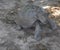 View of Aldabra giant tortoise