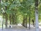 View of  alley with green trees, benches and streetlamps   in Tallinn