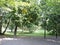 View of  alley with linden trees and fallen leaves  in Tallinn