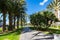 View of alley of palm trees in Alicante