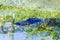 A view of an alligator surfacing in a pool near Fort Lauderdale, Florida