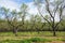 View of an almond field in spring in Madrid, Spain