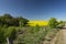 View along a farm road of flowering yellow canola