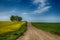 View along a farm road of flowering yellow canola