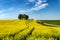 View along a farm road of flowering yellow canola