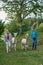 View of alpacas walking with Caucasian women in greenery field