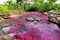 View of amazing beautiful Canio Cristales river with red algae, surrounded by green plants of the tropical Colombia