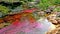 View of the amazing colored Canio Cristales river, lost in the jungle in Colombia