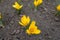 View of amber yellow flowers of crocuses