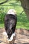 A view of an American Bald Eagle