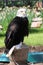 A view of an American Bald Eagle