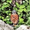 A view of an American Kestrel