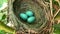 View American Robin Nest on a Tree with Three Eggs