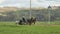 View of an Amish Family Planting Tobacco Seedlings