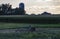 View of an Amish Man Putting Harvested Tobacco on a Wagon to Bring To Barn for Drying