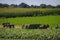 View of an Amish Man Putting Harvested Tobacco on a Wagon to Bring To Barn for Drying