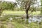 View of the Anbangbang billabong near the Nourlangie Rock, Kakadu Park, Australia