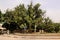 A view of the Anchient town of Jericho showing a Sycamore tree