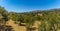 A view from the ancient Sicilian city of Agrigento across an olive grove towards the modern settlement