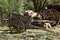 View of ancient wooden wagons for freight in the foreground