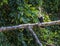 A view of an Anhinga perched above the Tortuguero River in Costa Rica