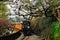 View of an antique steam locomotive hauling a tourist train under a cherry blossom tree (Sakura) in Alishan