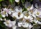 View of apple blossoms with bees collecting nectar and honey