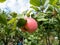 View of apple tree with pink, ripe apples growing and maturing on the branches in an orchard