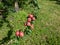 View of apple tree with pink, ripe apples growing and maturing on the branches in an orchard