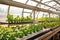 a view of an aquaponics system with plants growing in a greenhouse