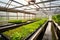 a view of an aquaponics system with plants growing in a greenhouse