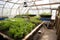 a view of an aquaponics system with plants growing in a greenhouse