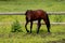 View Arabian Horse with his head to the side .