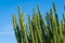 View of the arid nature with cactus against blue sky