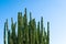 View of the arid nature with cactus against blue sky