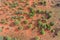 View of the arid sandy Kalahari - South Africa