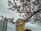 View of  Asahi beer tower with cherry blossom at Sumida, Tokyo 2016