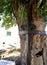 View Ash tree in the town of Freixo de Espada a Cinta,International