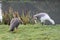 A view of an Ashy Headed Goose