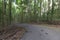 View of asphalt road in beautiful forest